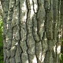 Here's some unusual bark.