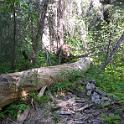 A fallen tree with the bark stripped away by all manner of critters, big and small.