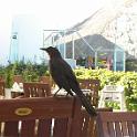 I've got to add a picture of a bird in the "Resort" section because these guys are EVERYWHERE.  This pic is the inside of one of the outdoor restaurants.